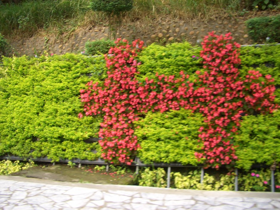 路边花卉造景 摄影:郑瑄颐