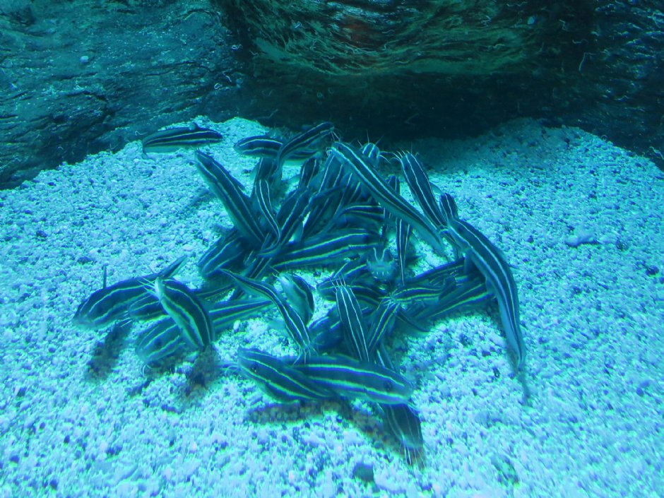 澎湖水族馆 白沙乡 澎湖县 台湾旅游信息 旅游导览 travel