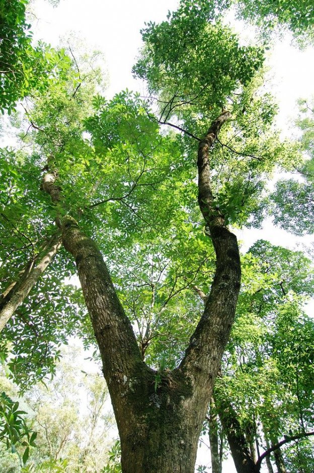 樟树 摄影:山林悠游网 花莲林管处 提供