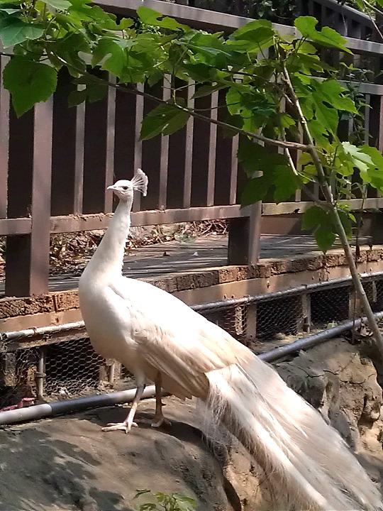 寿山动物园