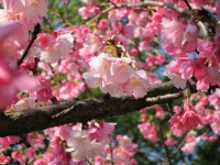 2013 Appreciate Beautiful Cherry Blossoms at Taichung
