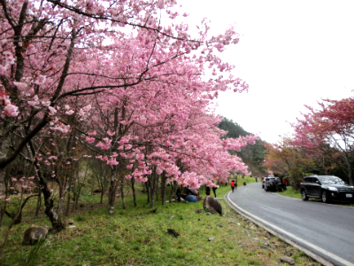 Cherry Blossom (Photo by Xcatx)