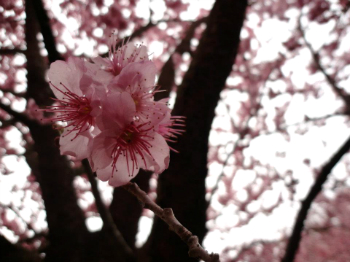 Cherry Blossom (Photo by Xcatx)