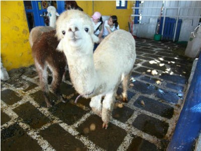Alpaca is expected to be seen at 2013 Cingjing Windmill Festival (photo:Anca)