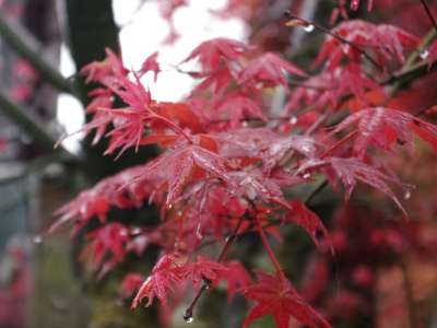 台北奧萬大樂活莊園讓人在春季也能賞楓紅