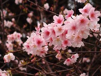 櫻花的嬌豔粉嫩吸引民眾爭相目睹