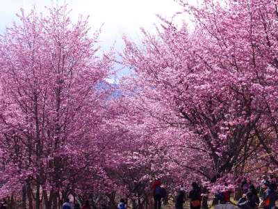 滿滿的浪漫粉色櫻花將妝點阿里山