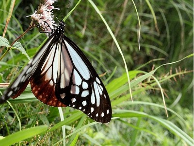 陽明山國家公園裡有多達上百種蝴蝶等您來探索