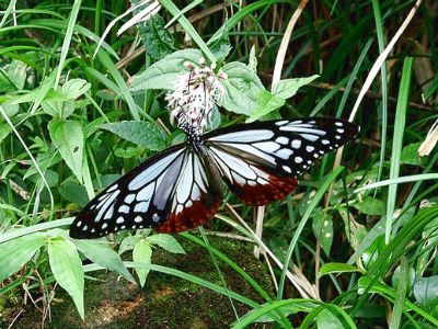 陽明山中美麗動人的斑蝶