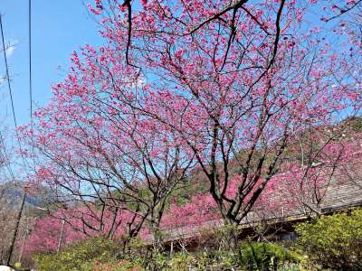 繽紛綻放的櫻花是陽明山花季的亮點之一