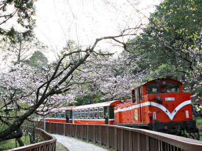 阿里山火車在櫻花的襯托下更具特色