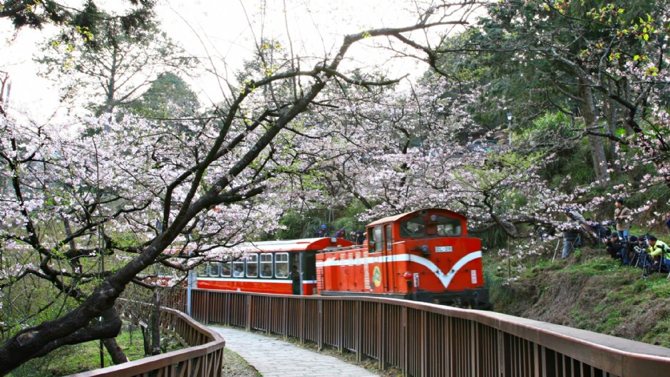 阿里山小火車與櫻花相映的美景