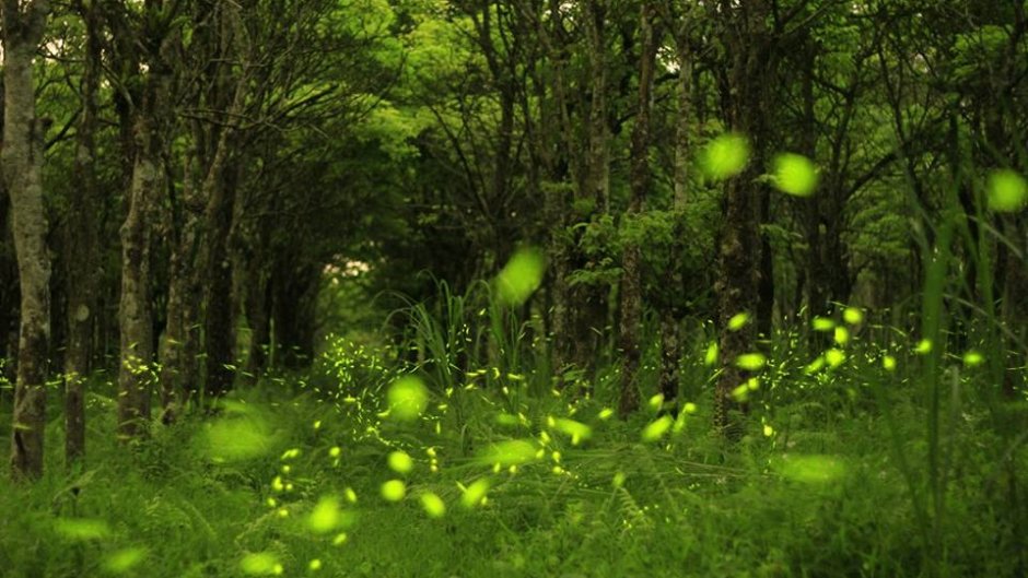 大農大富平地森林園區擁有豐富的生態資源，是花蓮的賞螢秘境