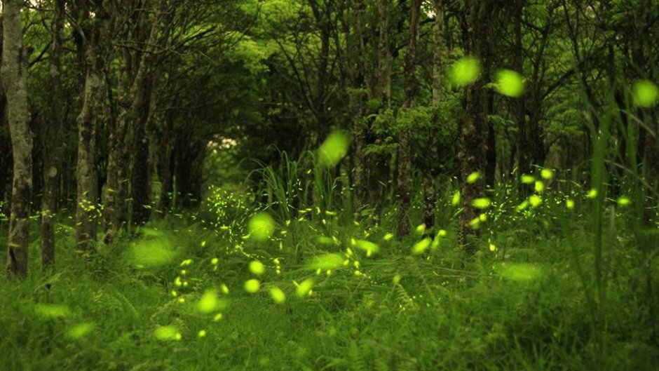 每年四、五月便是螢火蟲大量出現的季節