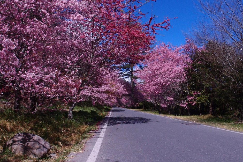 被粉色櫻花覆蓋的武陵農場