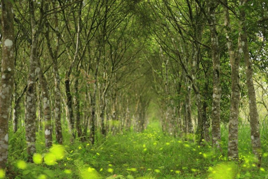 大農大富平地森林園區是全台最早、面積最大的賞螢秘境