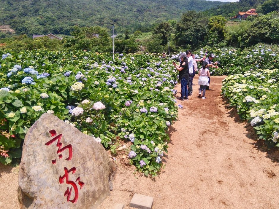 竹子湖的高家繡球花田是熱門賞花農園之一