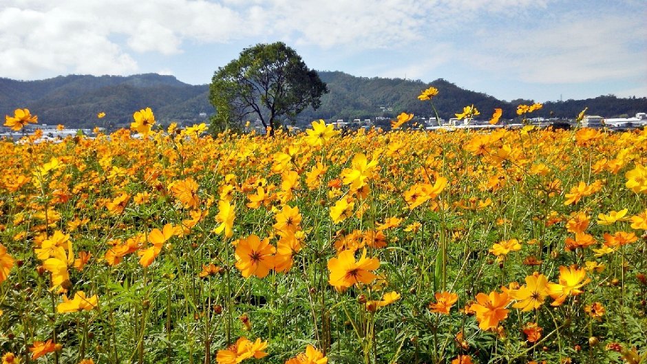 2020新社花海暨臺中國際花毯節11月14日芬芳登場