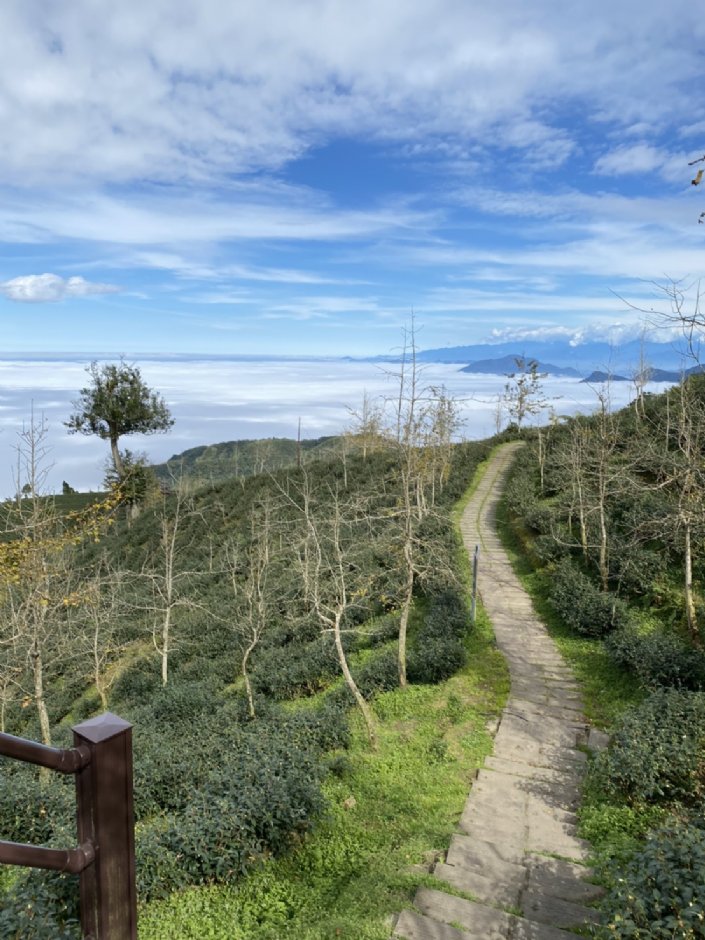 溪头银杏林茶山步道