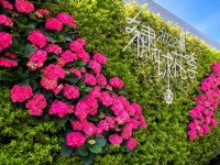 2022桃園繡球花季5/7登場 前進北台灣最大產區