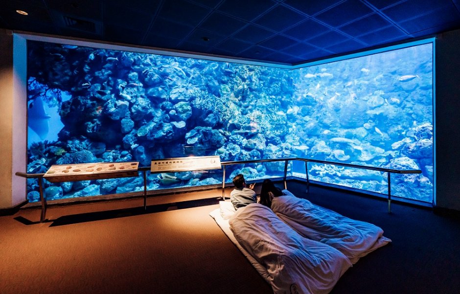 「夜宿海生館」還能一窺海洋生物的精采夜生活