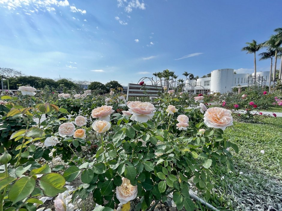 台北玫瑰園為國內外第一座以古典玫瑰為設計主題的花園