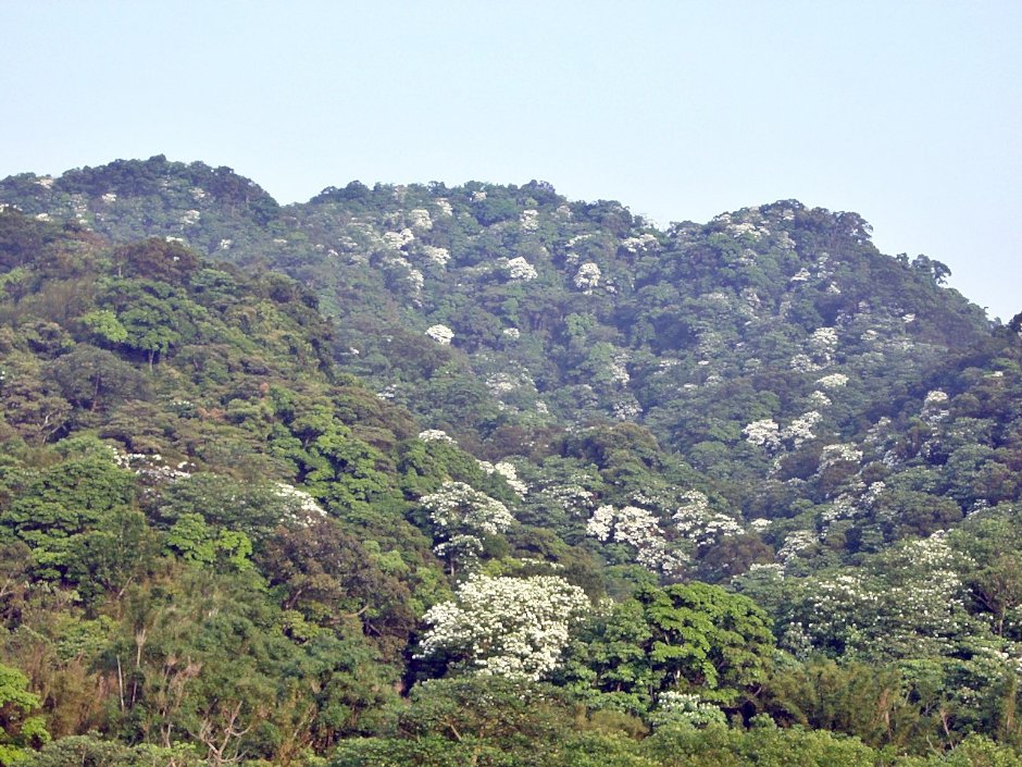 雪白桐花已陸續開滿山頭