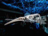 全台首座藍鯨骨骼標本，「巨鯨之路」在屏東海生館轉生重現！