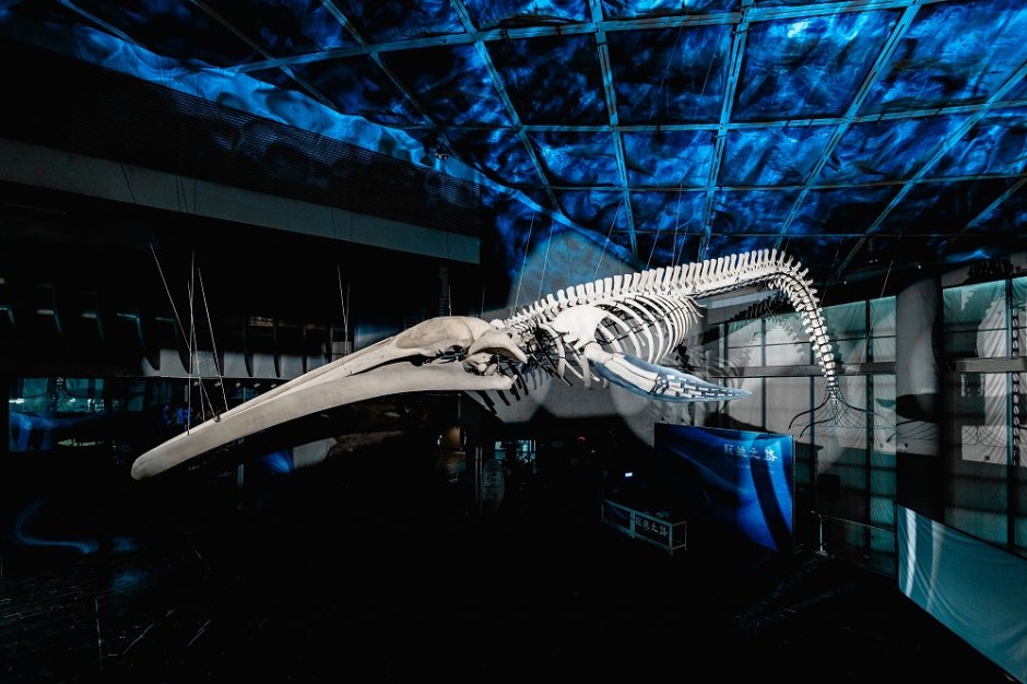 《巨鯨之路》所展示的藍鯨骨骼標本為台灣有紀錄以來首次發現的擱淺藍鯨