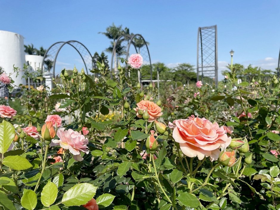 台北玫瑰園就位於花博公園新生園區