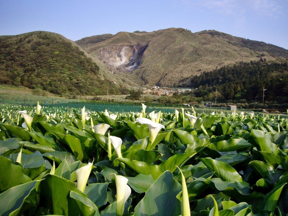 陽明山竹子湖地區以遍植海芋而聞名
