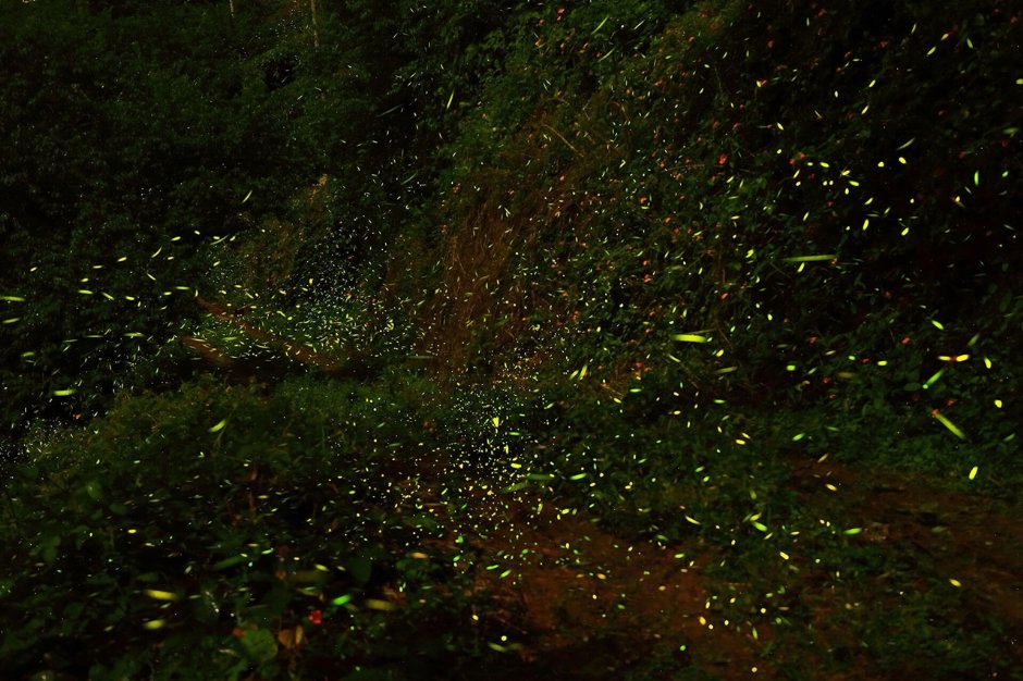 那瑪夏擁有得天獨厚的螢火蟲生長環境