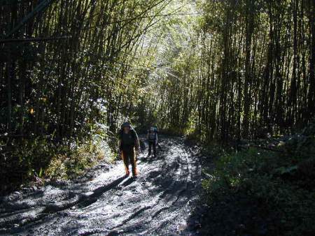加羅湖-林木茂密的山景