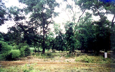 瑞竹竹类标本园