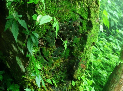棲蘭森林遊樂區-樹頭長滿綠葉