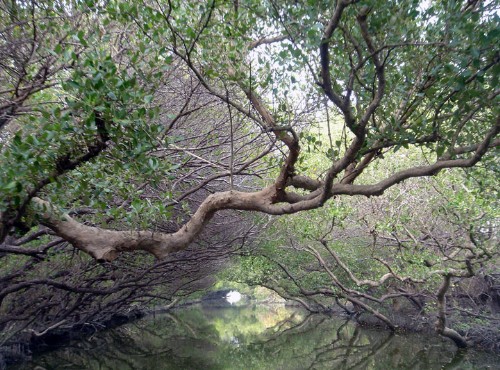 台江國家公園(台江生態文化園區)-台江四草濕地-綠色隧道