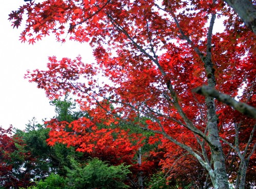 太平山國家森林遊樂區-火紅槭樹
