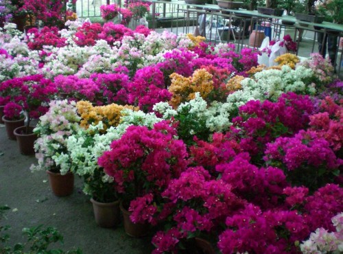 Jianguo Holiday Flower Market-