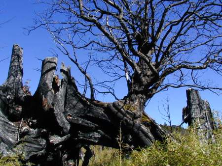 加羅湖-神秘的枯木