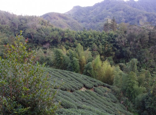 石壁生態休憩園區 阿里山旅遊景點 阿里山旅遊網 旅遊王travelking