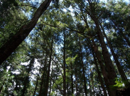 太平山國家森林遊樂區-靈秀參天檜木林