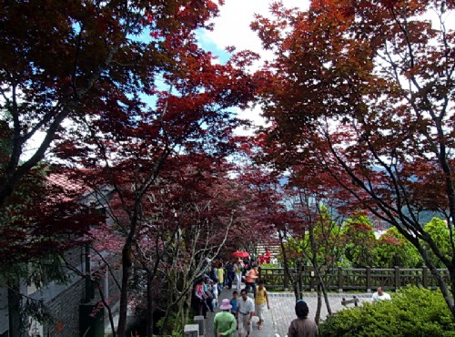 太平山國家森林遊樂區-紅葉美景