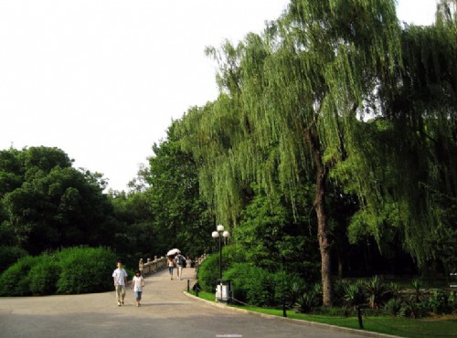 上海中山公園-綠意盎然