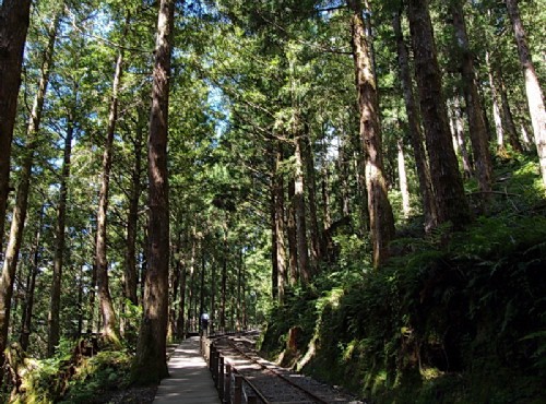 太平山國家森林遊樂區-人工檜木林