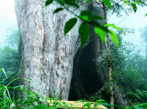 棲蘭森林遊樂區-樹洞