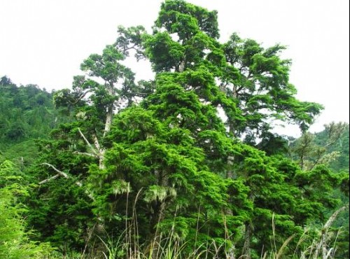 加羅湖-昂然挺立的樹木