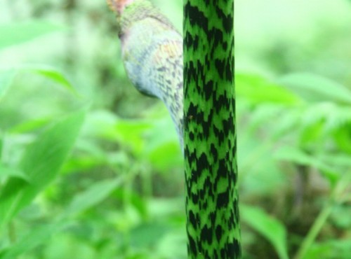 棲蘭森林遊樂區-像青竹絲蛇的藤