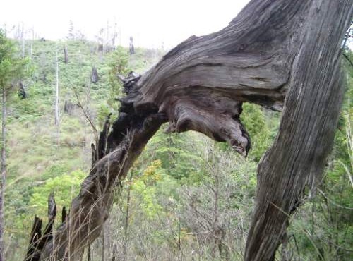 加羅湖-奇異的枯木