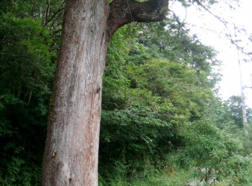鴛鴦湖-沿途巨木