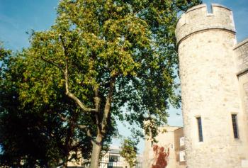 溫莎古堡Windsor Castle-大樹旁古堡